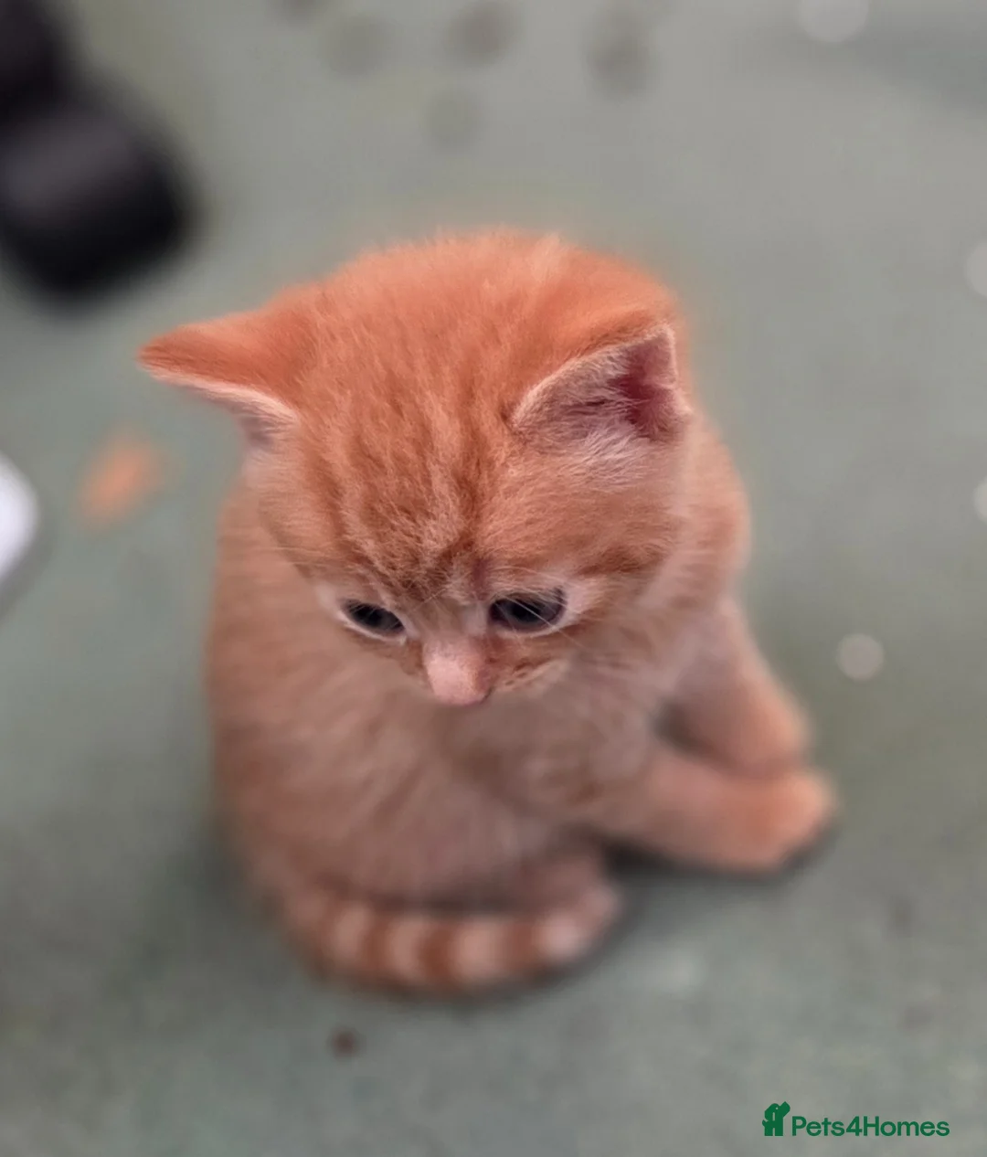 Domestic Shorthair cats for sale: Beautiful, healthy & happy kittens for rehoming in Cranbrook - Advert 40