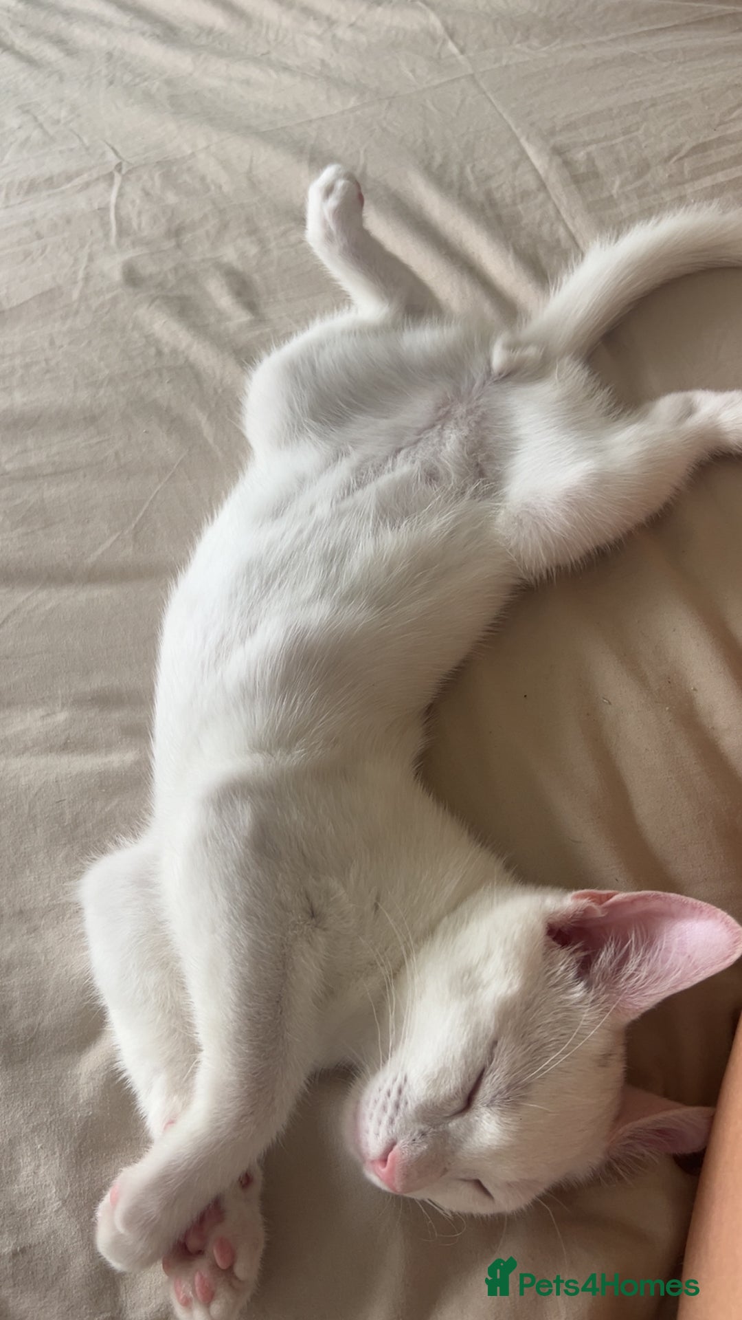 American Shorthair cats for sale: Prince  - Image 8
