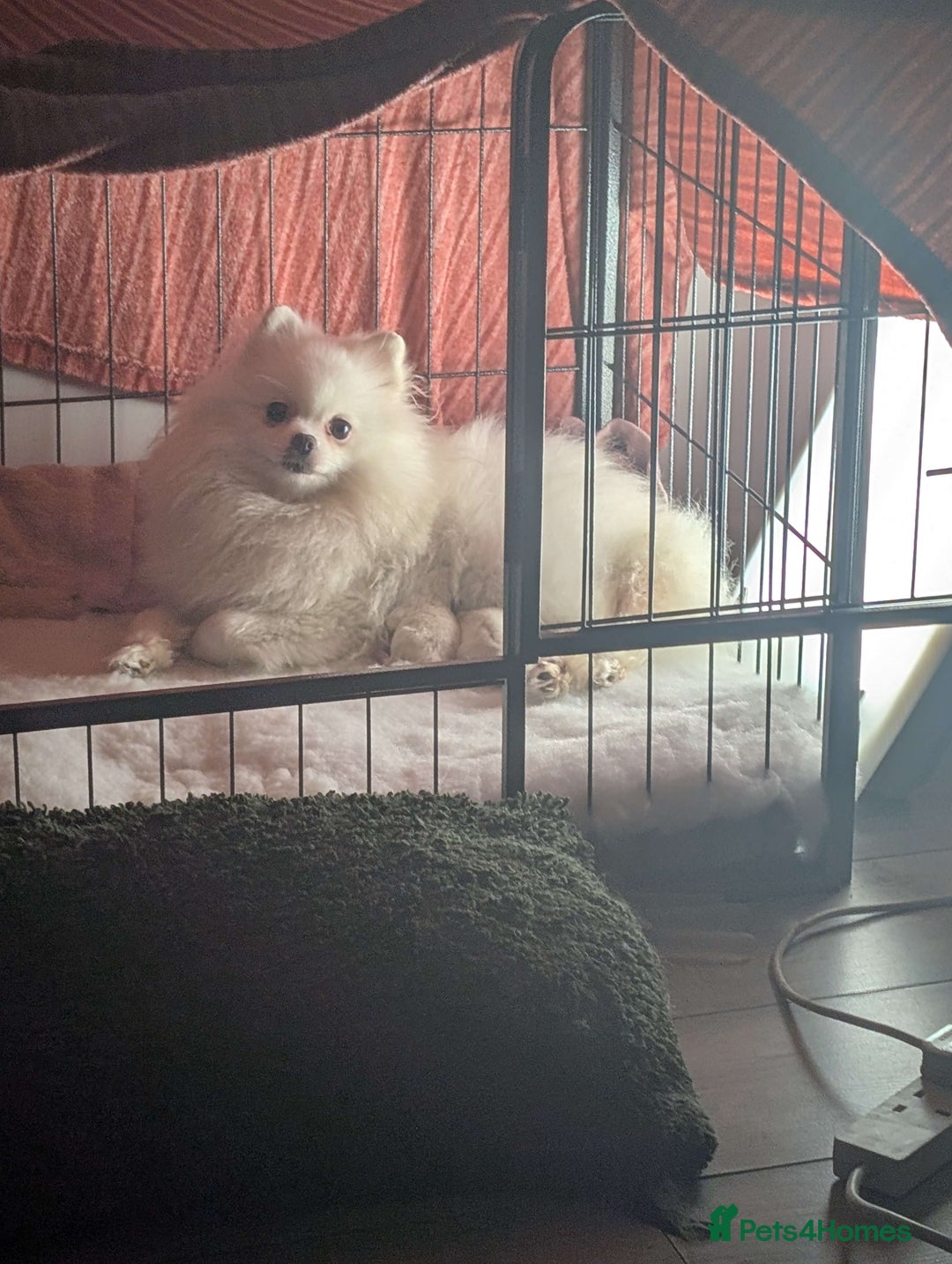 Pomeranian dogs for sale: ☁️OUTSTANDING QUALITY POM GIRL☁️ - Advert 7