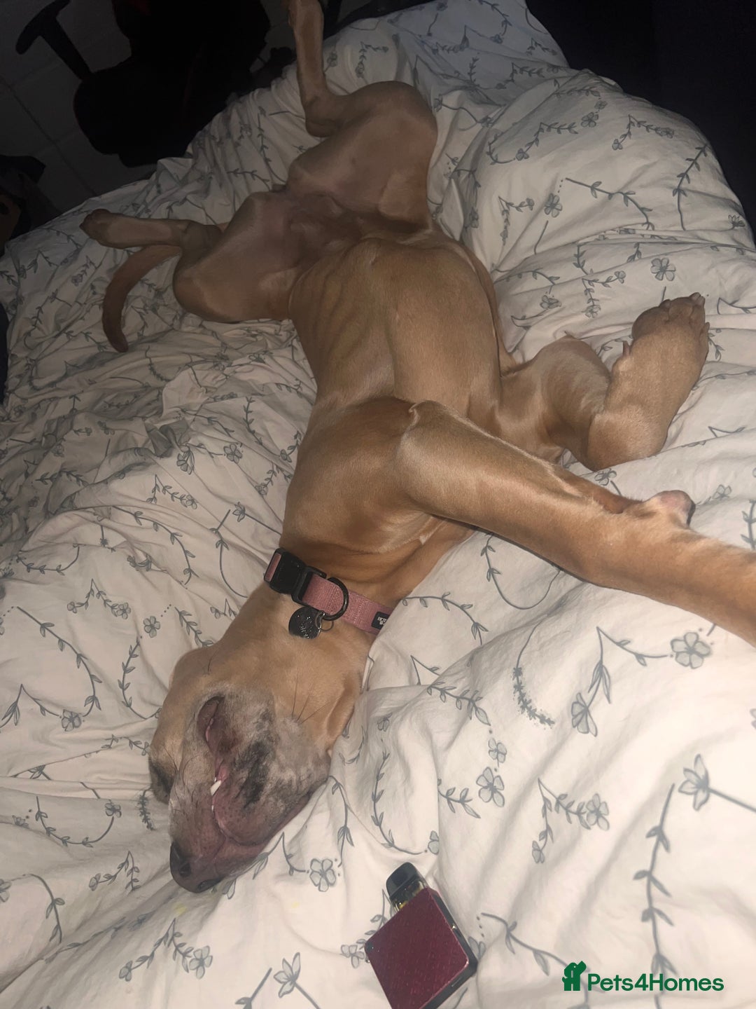 Mixed Breed dogs for sale: 1 year old Cane corso  - Advert 6