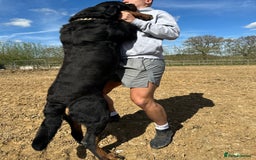 Rottweiler dogs for sale: Stunning chunky Rottweiler puppies - Image 6