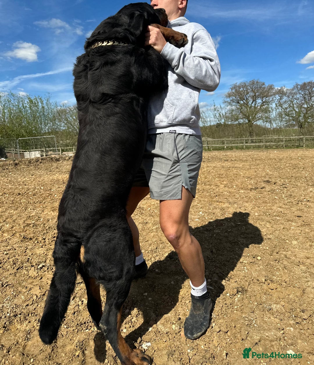 Rottweiler dogs for sale: Stunning chunky Rottweiler puppies - Image 6