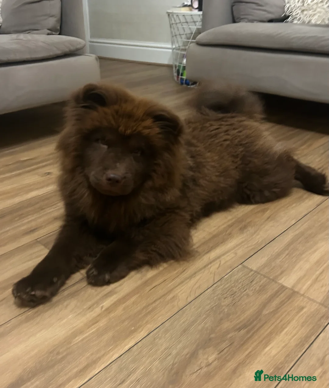 Chow Chow dogs for sale: Chocolate chow chow - Advert 14