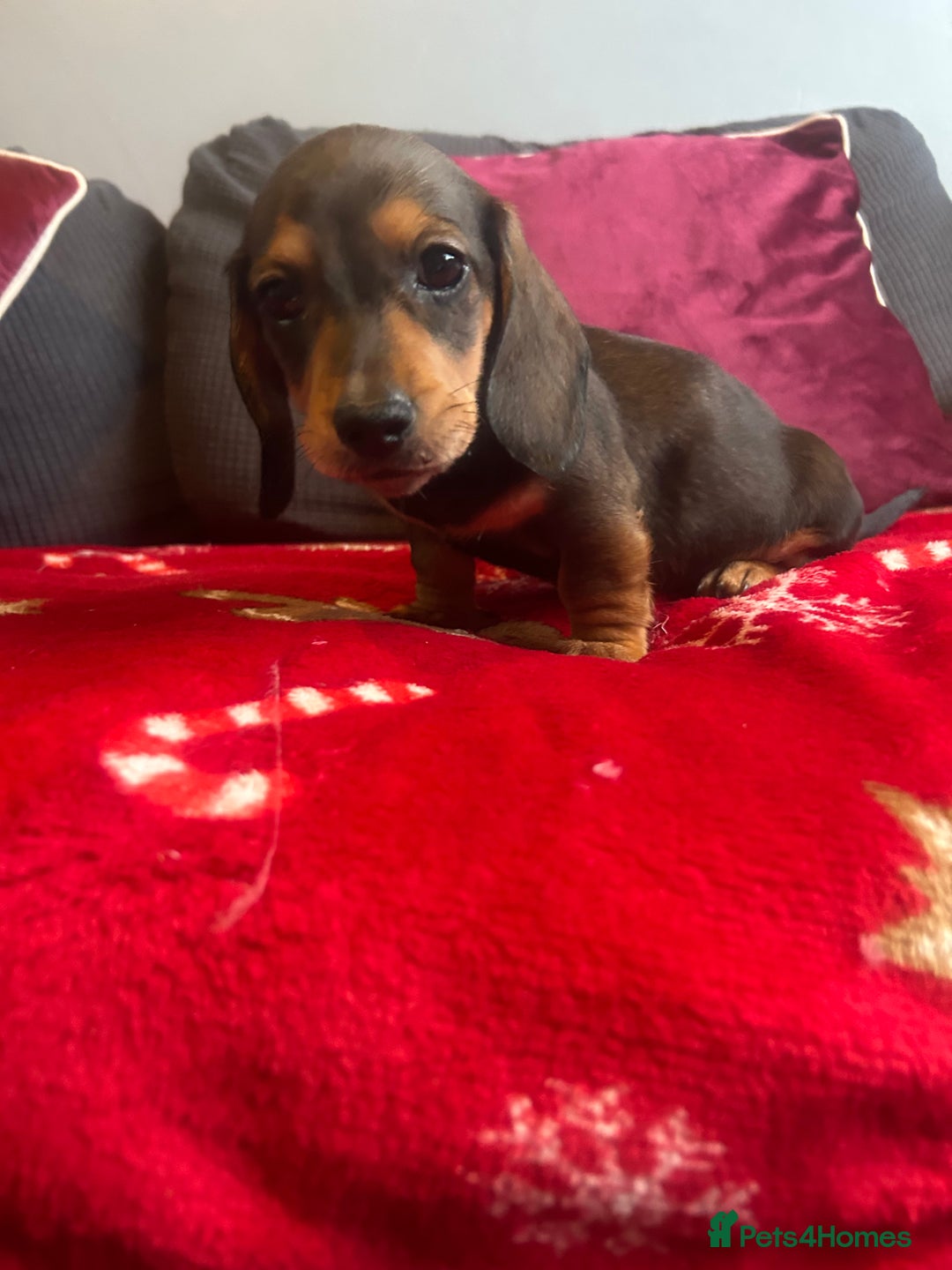 Miniature Dachshund dogs for sale: Miniature dachshund puppy’s  - Advert 15