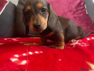 Miniature Dachshund dogs Miniature dachshund puppy’s ready to leave - Advert 2