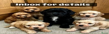 Cockapoo 6