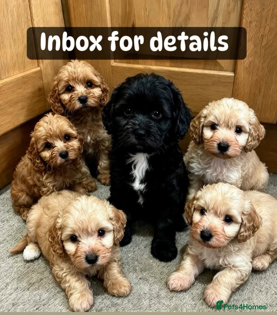 Cockapoo dogs for sale: Beautiful babies  - Advert 8