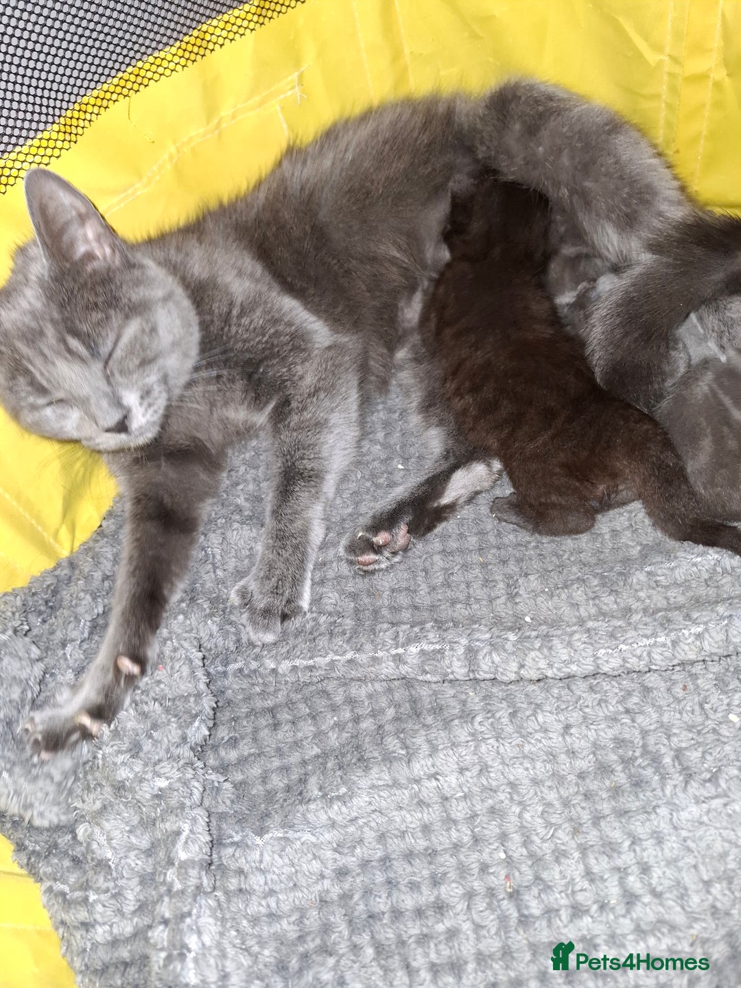 Mixed Breed cats for sale: 2 cute little kittens - Image 3