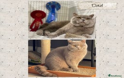 British Shorthair cats for sale: 🩶Adorable & chunky GCCF Bsh kittens🩶 - Image 5