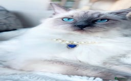 Ragdoll cats for sale: Stunning Ragdoll Kittens  - Image 4