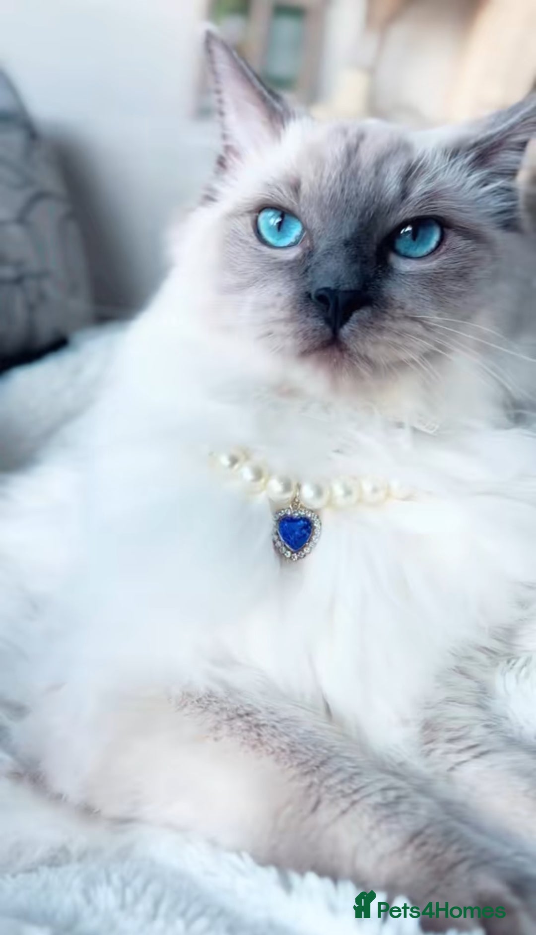 Ragdoll cats for sale: Stunning Ragdoll Kittens  - Image 4