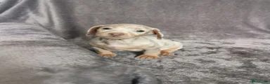 Miniature Dachshund 1