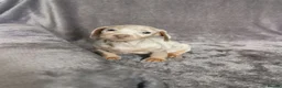 Miniature Dachshund dogs for sale: Miniature dachshunds kc registered  - Advert 5