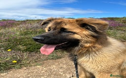 Mixed Breed dogs for sale: Rehoming - female German shepherd x Chow - Image 3