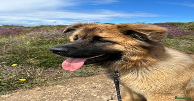 Mixed Breed dogs - Advert 14