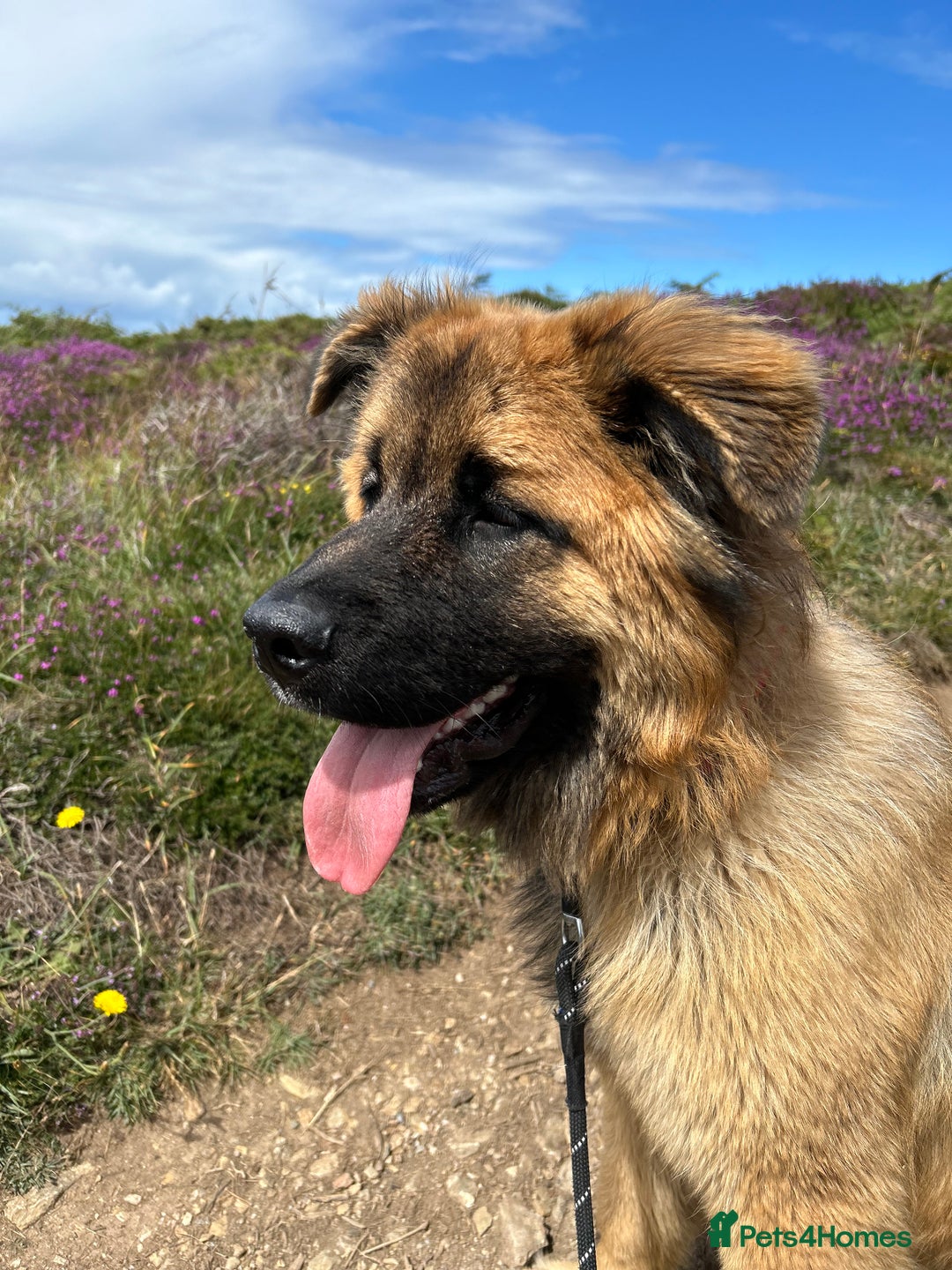 Mixed Breed dogs for sale: Rehoming - female German shepherd x Chow - Image 3