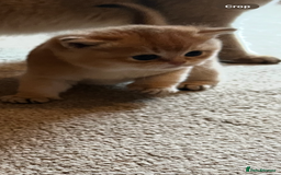 British Shorthair cats for sale: Gccf NY12 kittens world champion lines - Advert 12