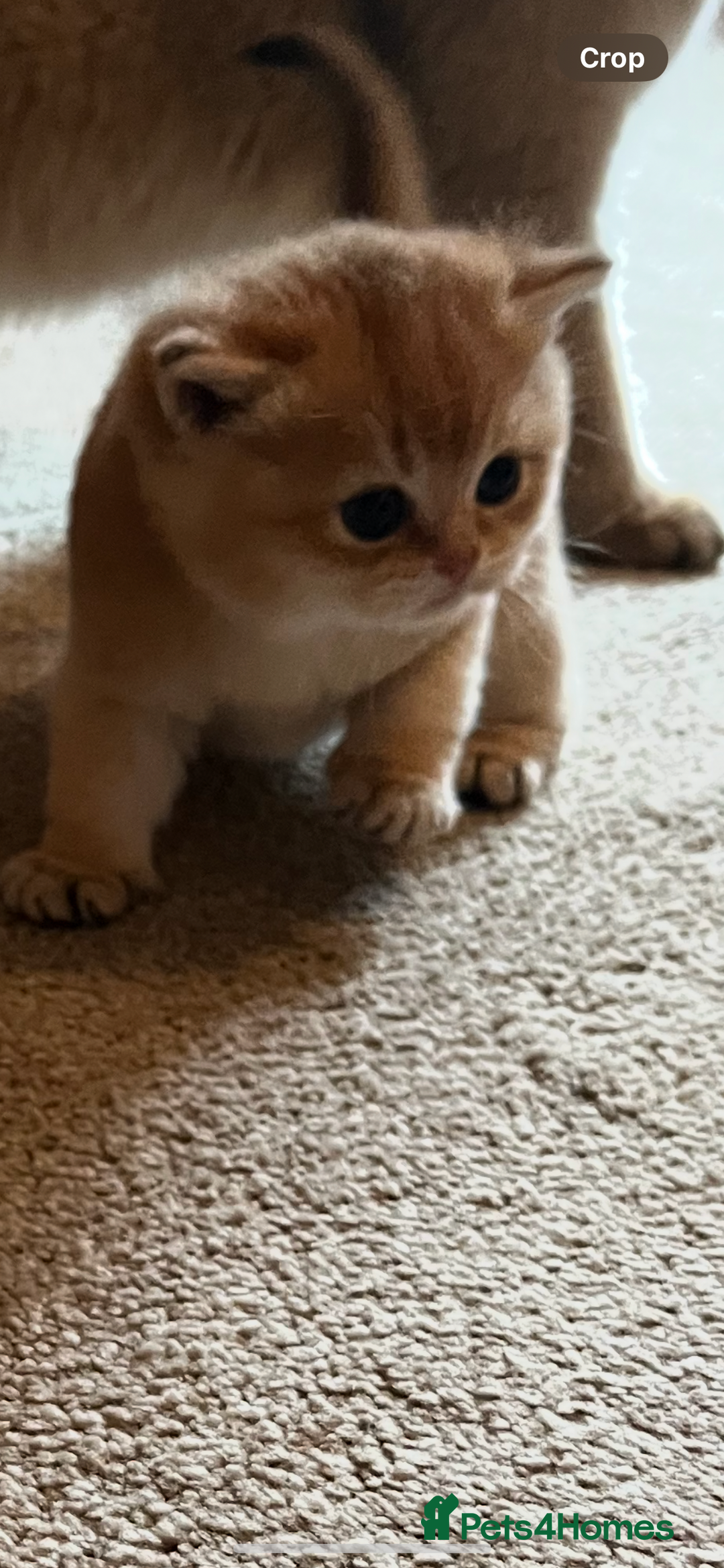 British Shorthair cats for sale: Gccf NY12 kittens world champion lines - Advert 12