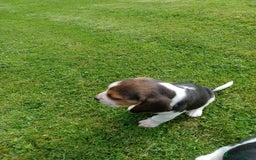 Beagle dogs for sale: Beagle pups for sale - Image 6
