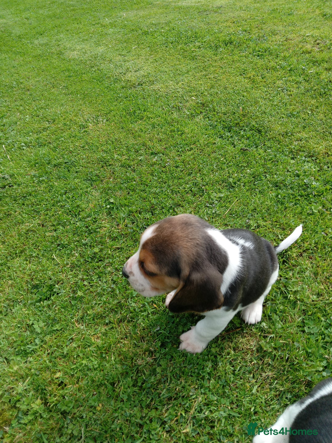 Beagle dogs for sale: Beagle pups for sale - Image 6