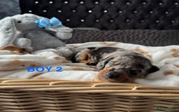 Dachshund dogs for sale: STUNNINGLY,  GORGEOUS DACHSHUND PUPPIES 🐶 😍  - Image 4