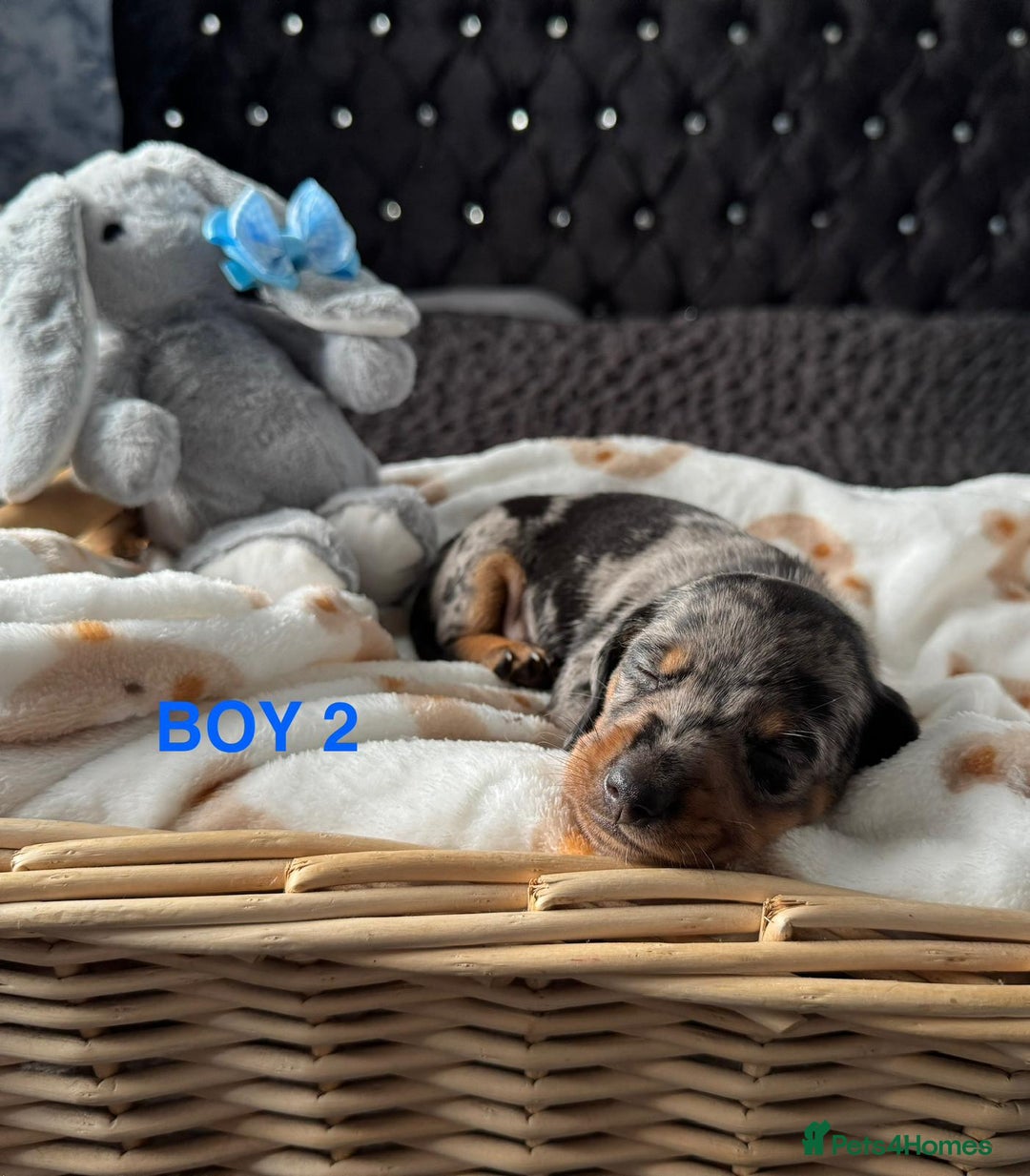 Dachshund dogs for sale: STUNNINGLY,  GORGEOUS DACHSHUND PUPPIES 🐶 😍  - Image 4