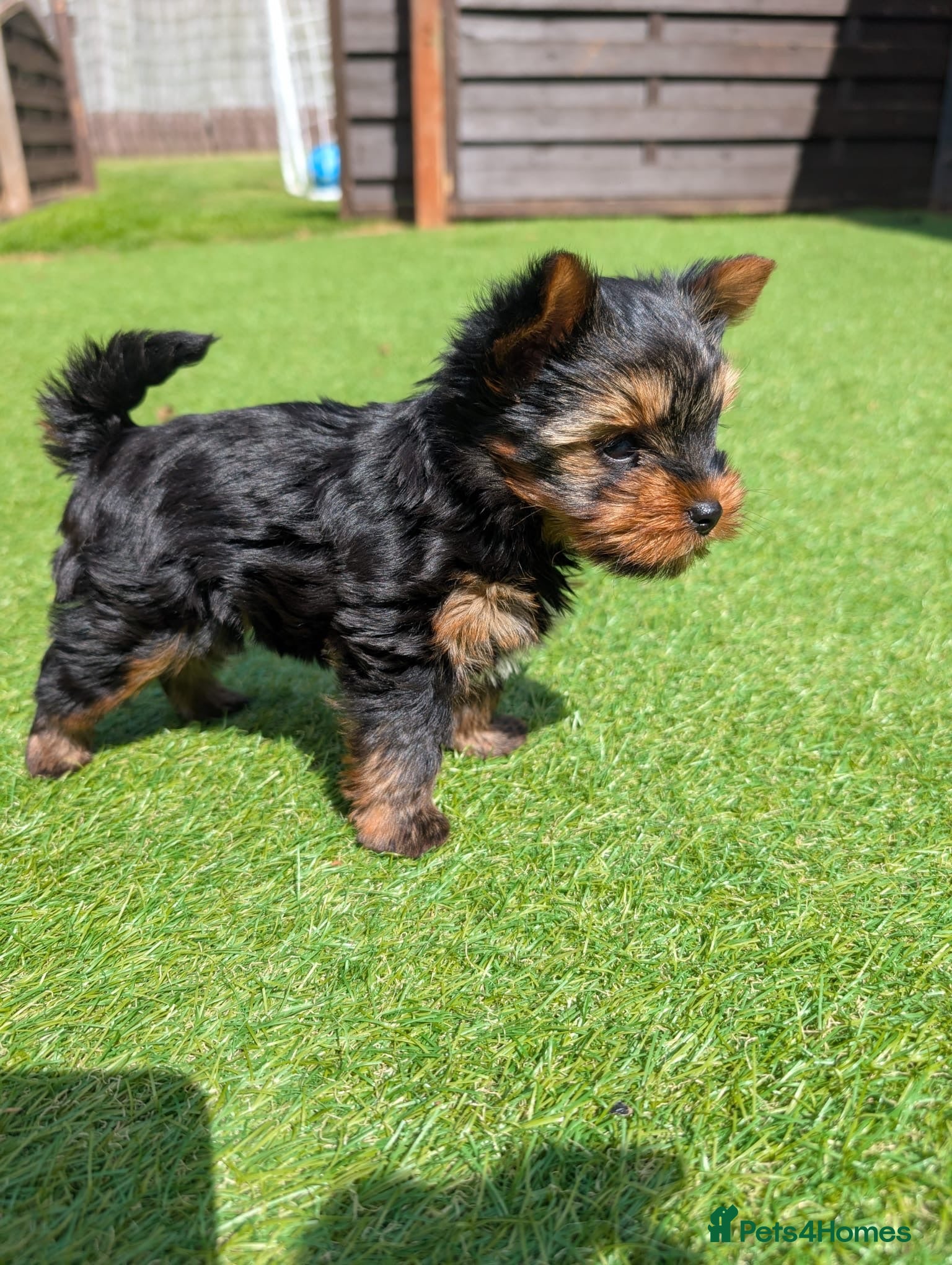 Yorkshire Terrier dogs Yorkshire terrier boy - Advert 2