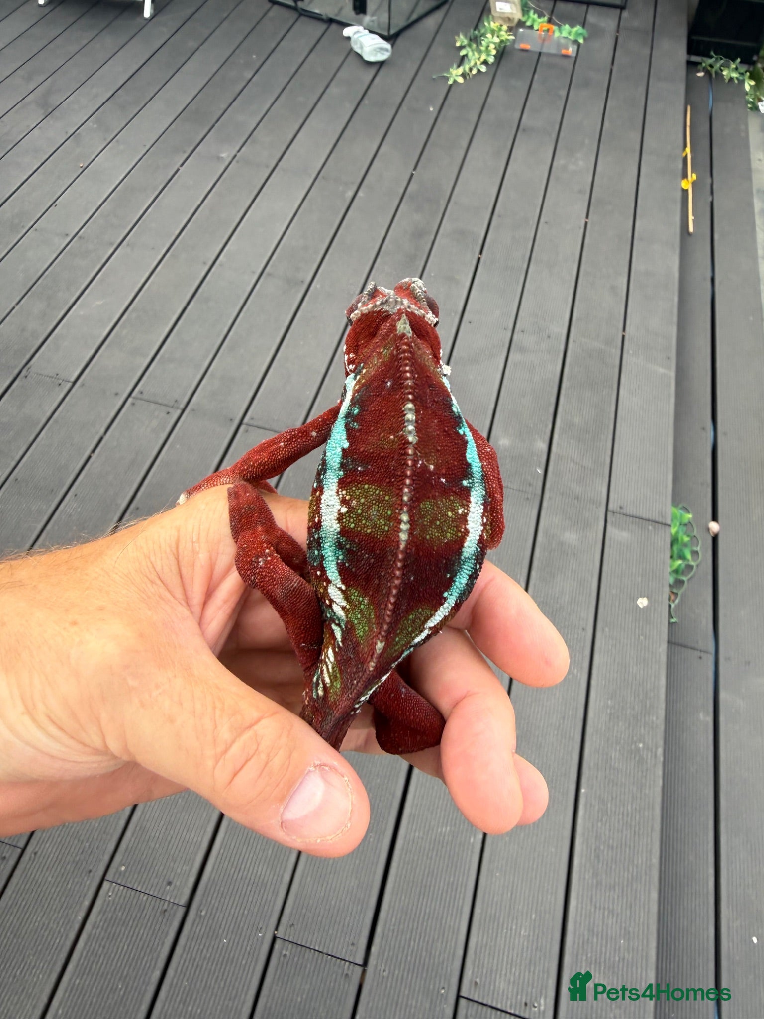 Chameleon reptiles Ambilobe Panther Chameleon Fathers day special - Advert 2