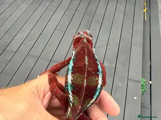 Chameleon reptiles Ambilobe Panther Chameleon Fathers day special - Advert 4