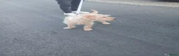 Labradoodle dogs for sale: Labradoole  - Advert 5