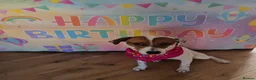 Mixed Breed dogs for sale: Rosie in Coatbridge - Advert 5