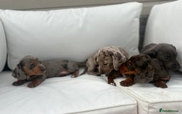 Miniature Dachshund dogs for sale: Beautiful babies - Image 19