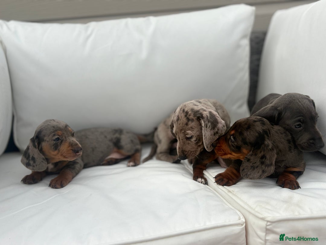 Miniature Dachshund dogs for sale: Beautiful babies - Image 19