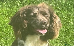 Cocker Spaniel dogs for stud: MERLE cocker spaniel at stud  in Rowlands Gill - Image 12
