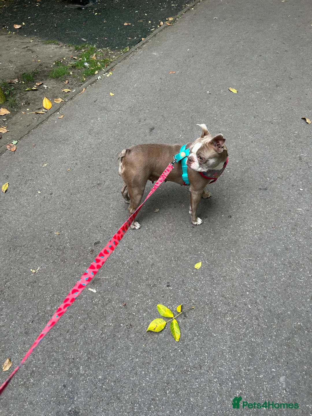 Boston Terrier dogs for sale: Beautiful Boston Terrier puppies  - Advert 1