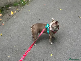 Boston Terrier dogs Beautiful Boston Terrier puppies - Advert 14