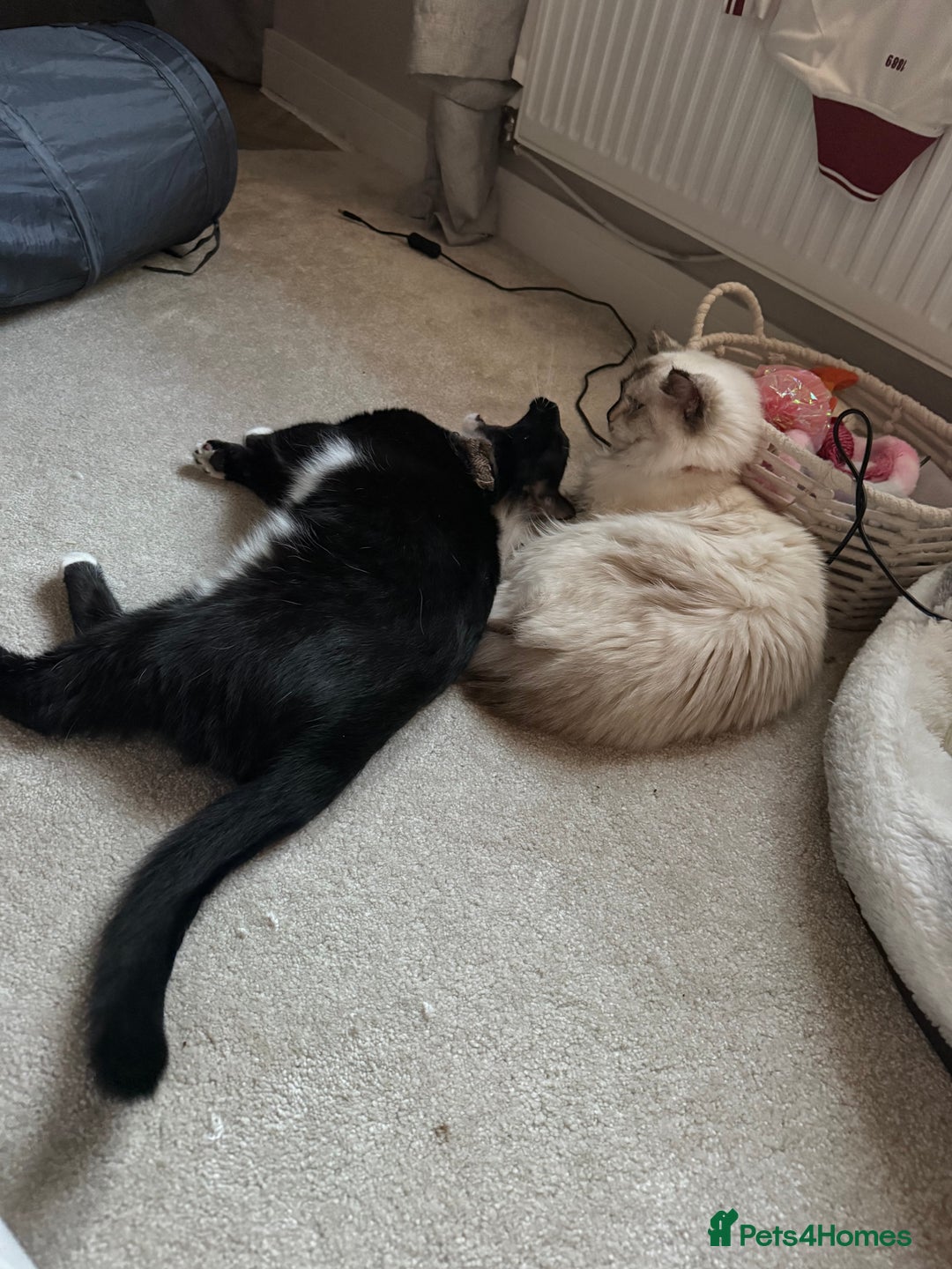 Ragdoll cats for sale: Ragdoll cat - Image 4