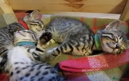 Bengal cats for sale: 6 Stunning Bengal Cross Kittens – Ready 31/10/2025 - Image 10