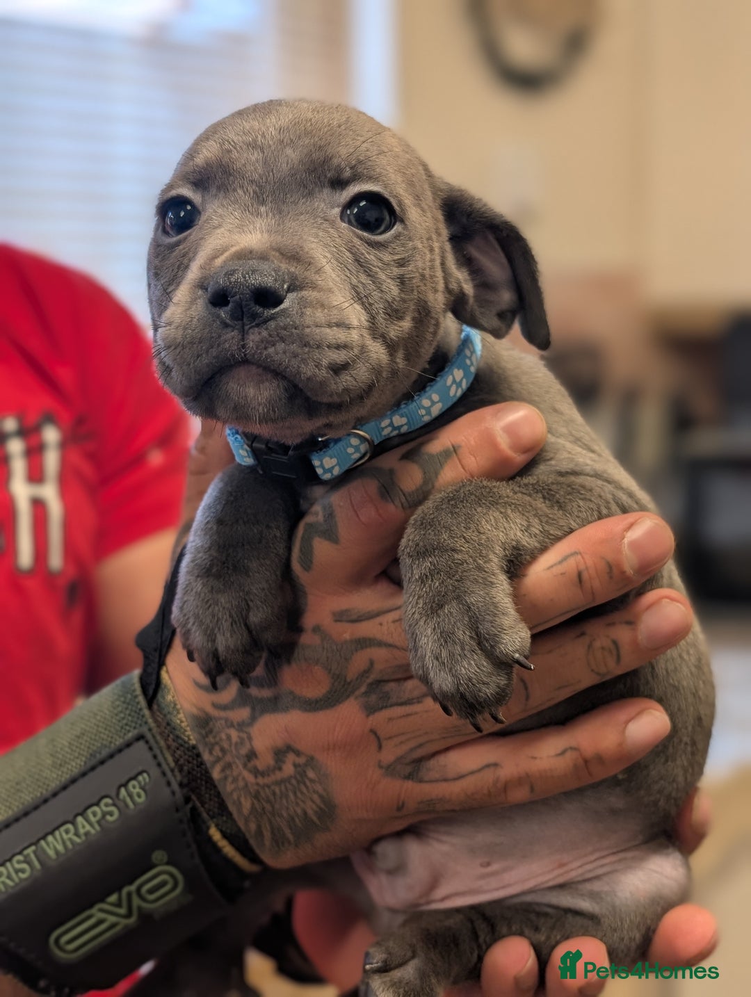 Staffordshire Bull Terrier dogs for sale: Blue/blue&white staffs - Image 16