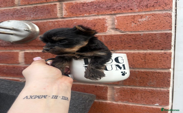 Yorkshire Terrier dogs - Advert 2