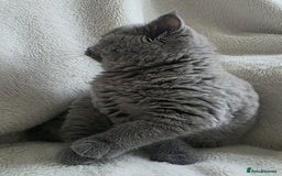 British Shorthair cats for sale: GCCF British Shorthair Kittens Champion Bloodlines - Image 7