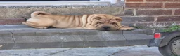 Shar Pei dogs for sale: Male shar pei for sale in Gateshead - Advert 8
