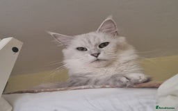 Maine Coon cats for sale: Beautiful NEUTERED girl XXL - Image 1