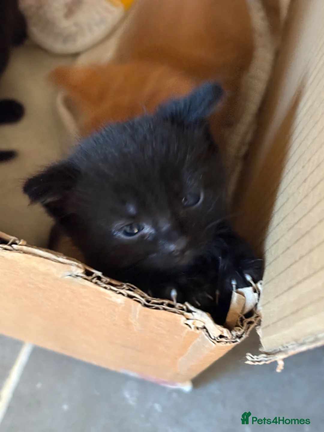 Mixed Breed cats for sale: One Tortoiseshell and two black kittens for sale  in Taunton - Advert 2
