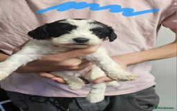 Cockapoo dogs for sale: Cockerpoo puppies for sale  - Image 2