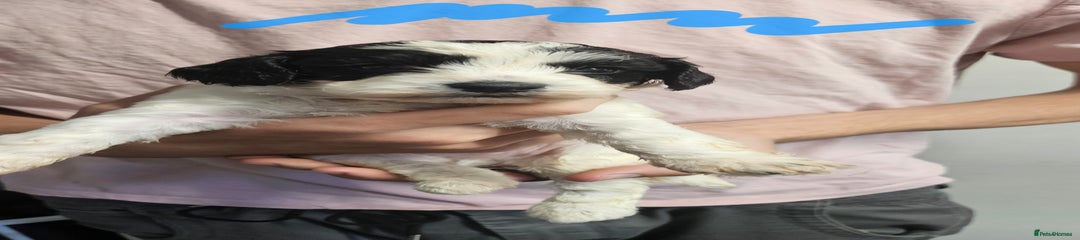 Cockapoo Puppy 2