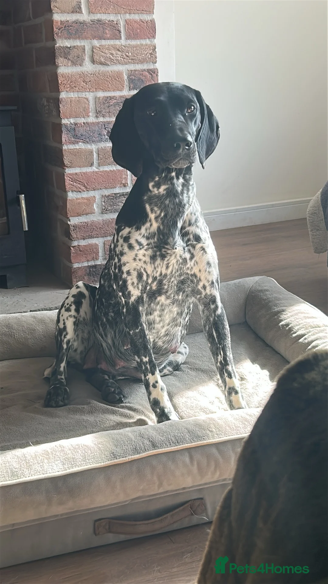 German Shorthaired Pointer dogs for sale: German shorthaired pointer puppies  - Advert 5