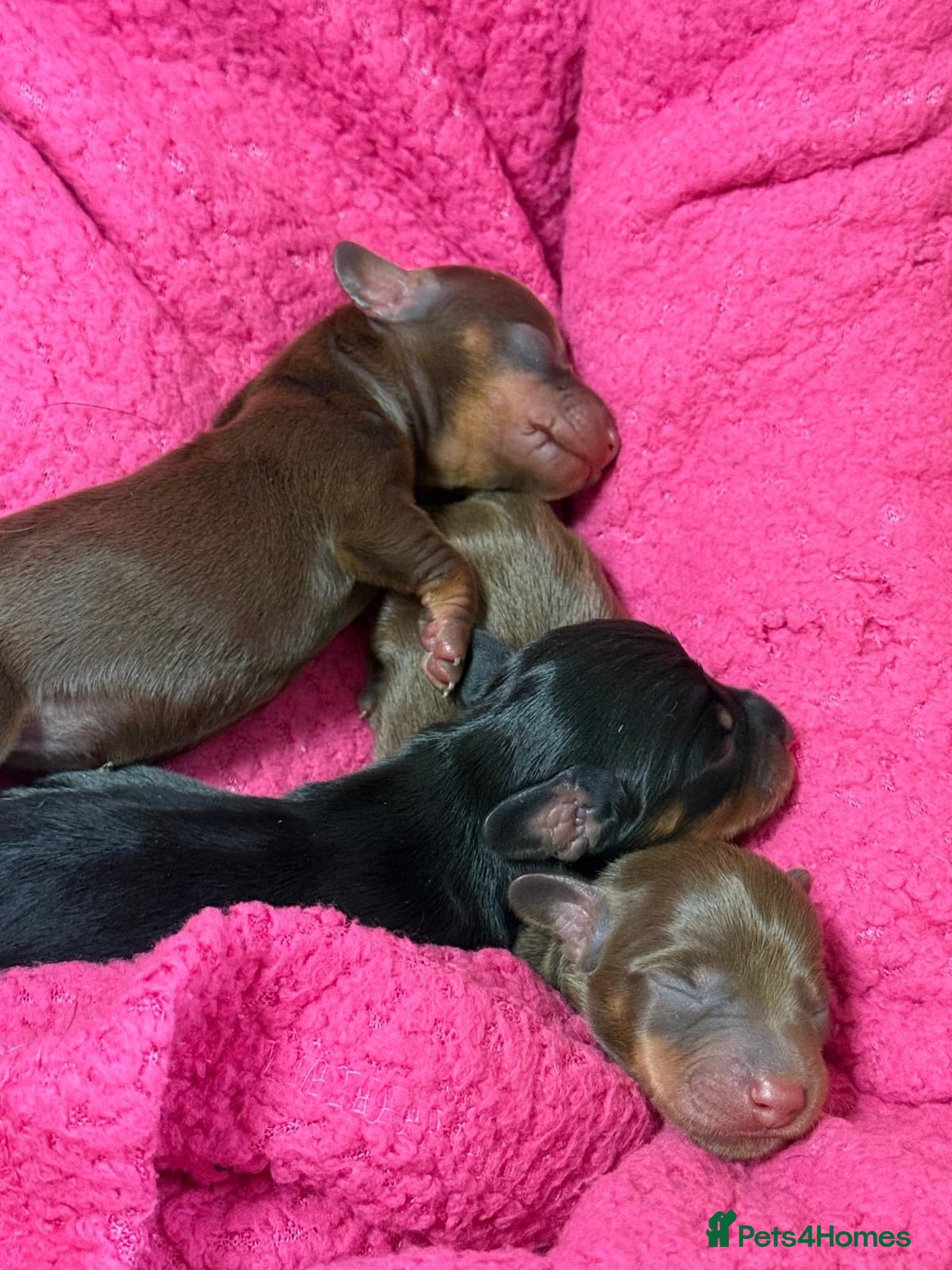 Miniature Dachshund dogs for sale: *HEALTH TESTED Miniature dachshund puppies   - Advert 21