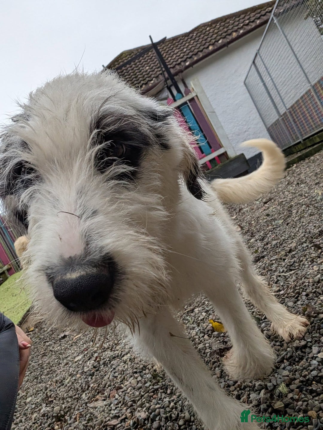 Mixed Breed dogs for adoption: Laura -In Ayr Looking for a home  - Image 1