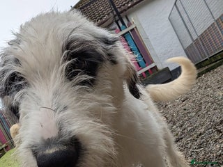 Mixed Breed dogs - Advert 29